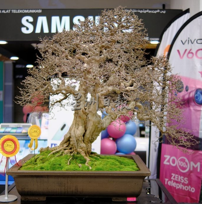 东:已签发：2025年全国盆栽雅石展赛开幕仪式