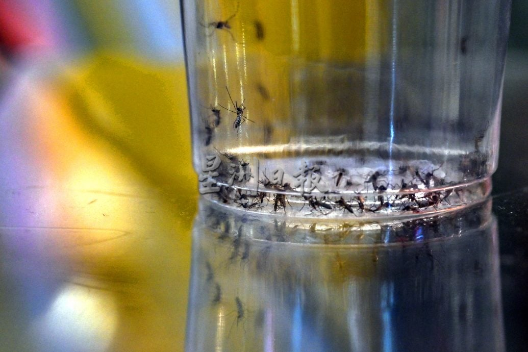 大都会-嘉玛莉亚/雪州骨痛热症病例