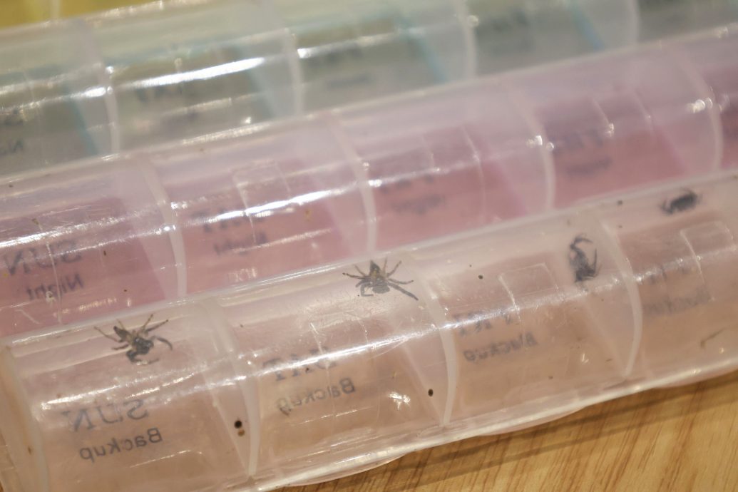 16/10 大都会-星洲人VIP/访豹虎爱好者