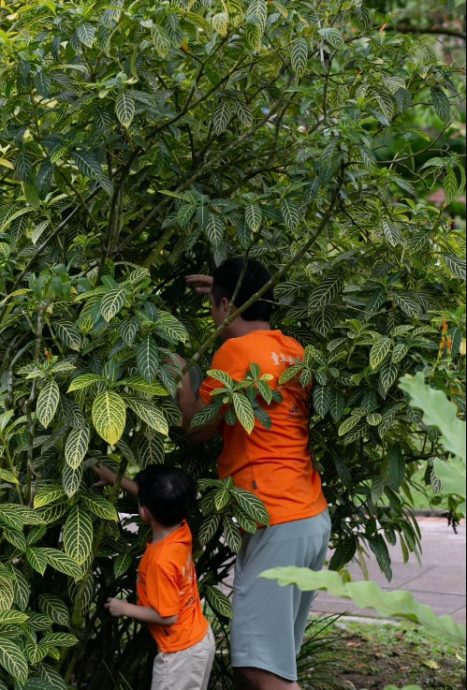 16/10 大都会-星洲人VIP/访豹虎爱好者