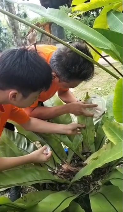 16/10 大都会-星洲人VIP/访豹虎爱好者