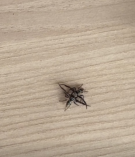 16/10 大都会-星洲人VIP/访豹虎爱好者