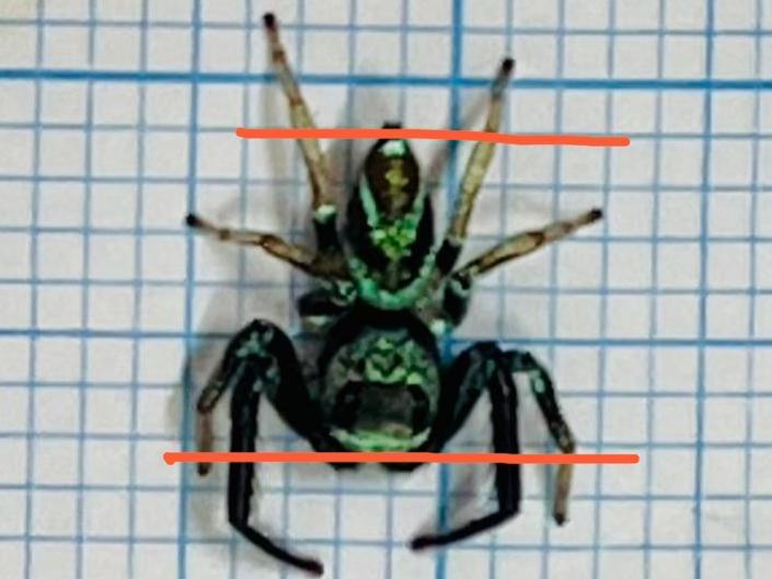 16/10 大都会-星洲人VIP/访豹虎爱好者