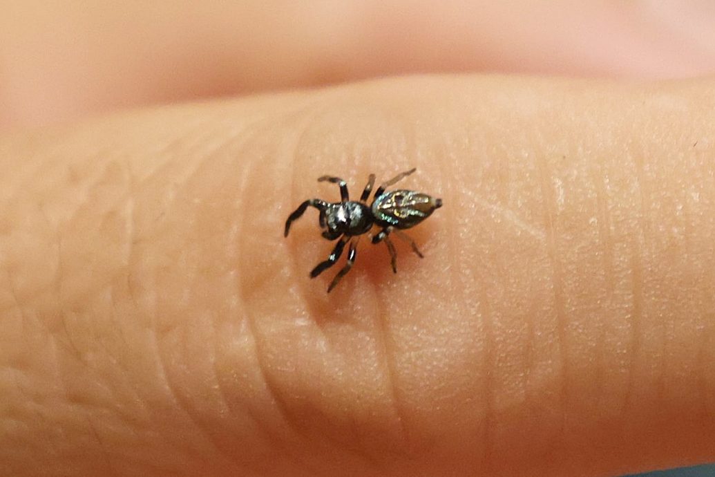 16/10 大都会-星洲人VIP/访豹虎爱好者