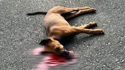 根一公司内小狗遭殴死 SPCA谴责残忍行为