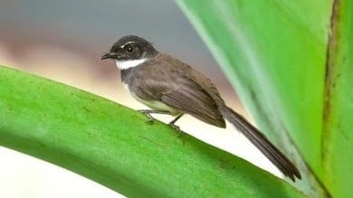 “屋后鸟鸣两周后兄长离世” 男子泣诉亲人离世前灵异巧合