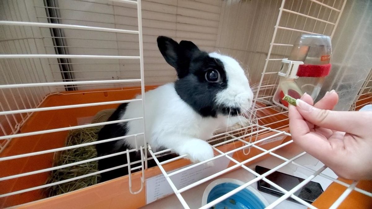 6岁弟头长脓癣永远秃了！元凶竟是“一宠物”　医示警：小孩易感染