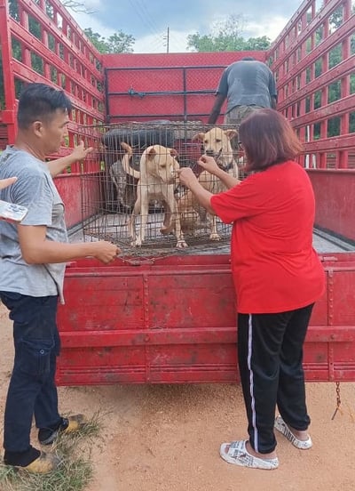 8动保组织接力免安乐死 耗1万6730元救189流浪狗