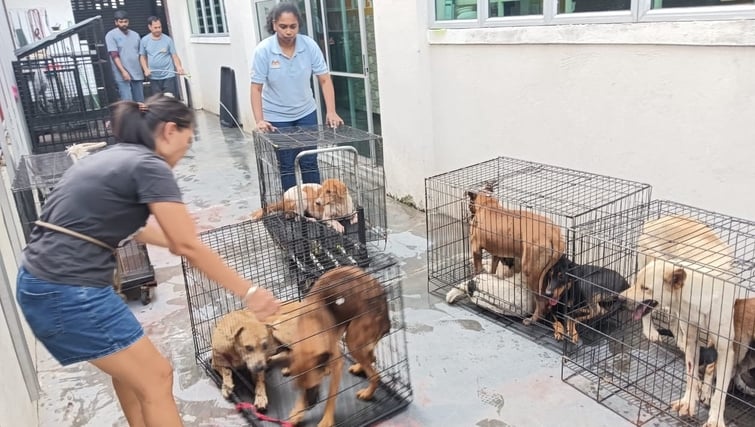 8动保组织接力免安乐死 耗1万6730元救189流浪狗