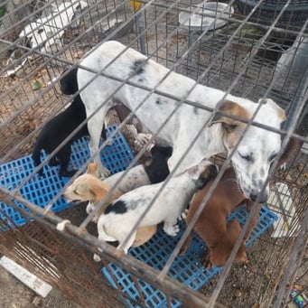 8动保组织接力免安乐死 耗1万6730元救189流浪狗