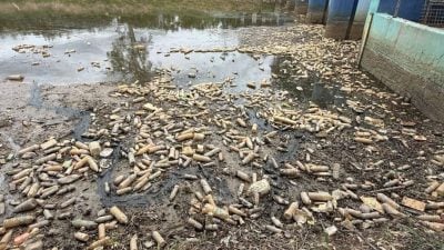 水闸门堆满塑料瓶垃圾  恶臭扑鼻 堵塞恐引水患