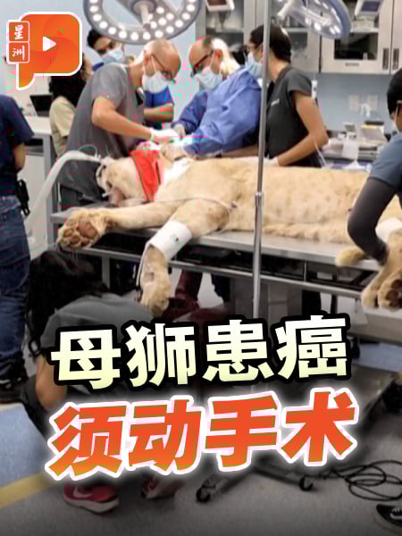 母狮子患癌动手术   人类肿瘤科医生出力帮忙
