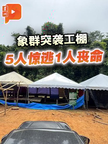 野象闯工棚酿悲剧 5人逃生 1人惨死象蹄下