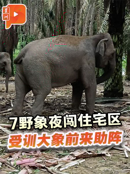 7野象夜闯住宅区 野生局派受训大象协助