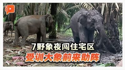 7野象夜闯住宅区 野生局派受训大象协助
