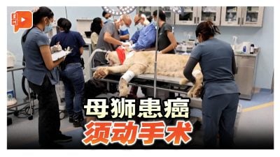 母狮子患癌动手术   人类肿瘤科医生出力帮忙