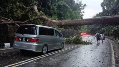 清晨暴风雨 槟多地树倒