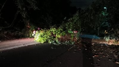 峇冬加里往云顶路  同一地点再有树倒