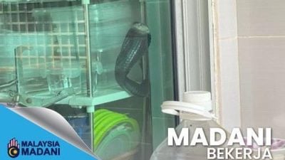 射毒眼镜蛇出没 民防部队到场捉走