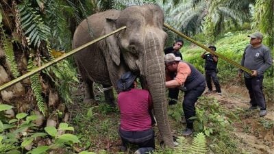 减少人象冲突加强保育 2雌象装卫星项圈