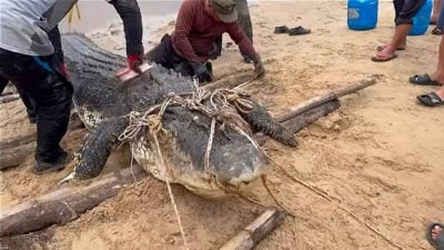 体重逾200公斤 达岛河段捕获巨鳄