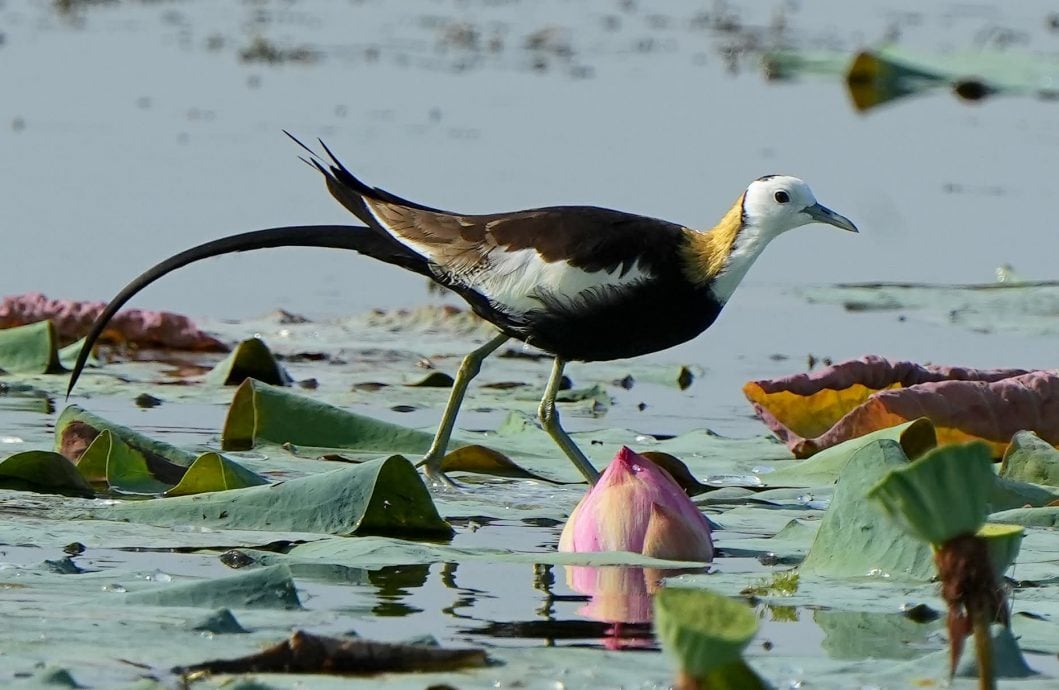 ★30日见报∕乐活频道/82岁的长焦人生 蔡永平拍鸟成日常