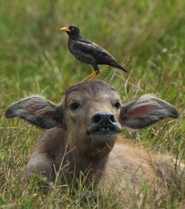 ★30日见报∕乐活频道/82岁的长焦人生 蔡永平拍鸟成日常