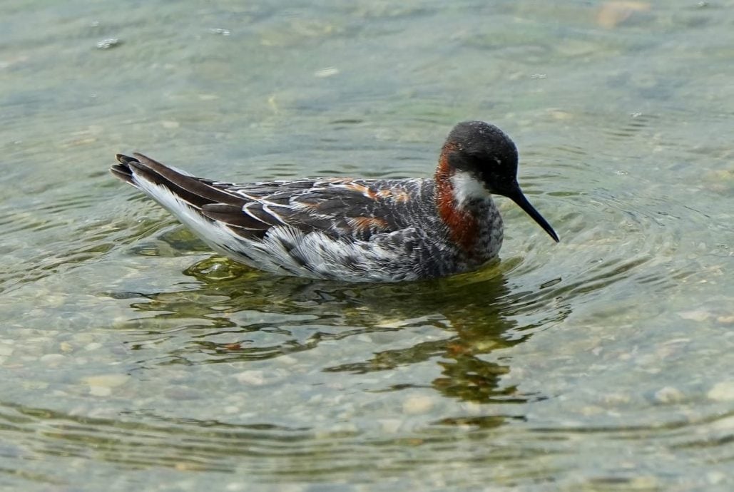 ★30日见报∕乐活频道/82岁的长焦人生 蔡永平拍鸟成日常