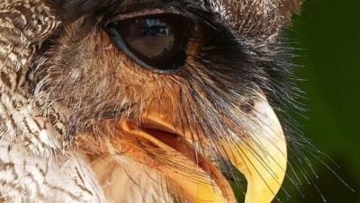 乐活频道 | 用镜头捕捉鸟儿美态    蔡永平享受拍鸟日常