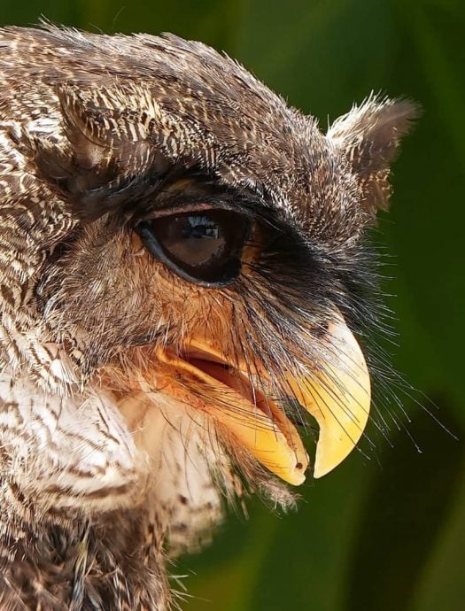 ★30日见报∕乐活频道/82岁的长焦人生 蔡永平拍鸟成日常