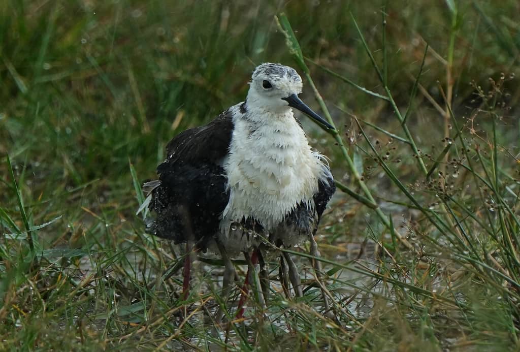 ★30日见报∕乐活频道/82岁的长焦人生 蔡永平拍鸟成日常