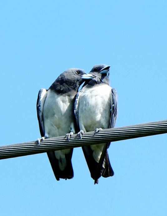 ★30日见报∕乐活频道/82岁的长焦人生 蔡永平拍鸟成日常
