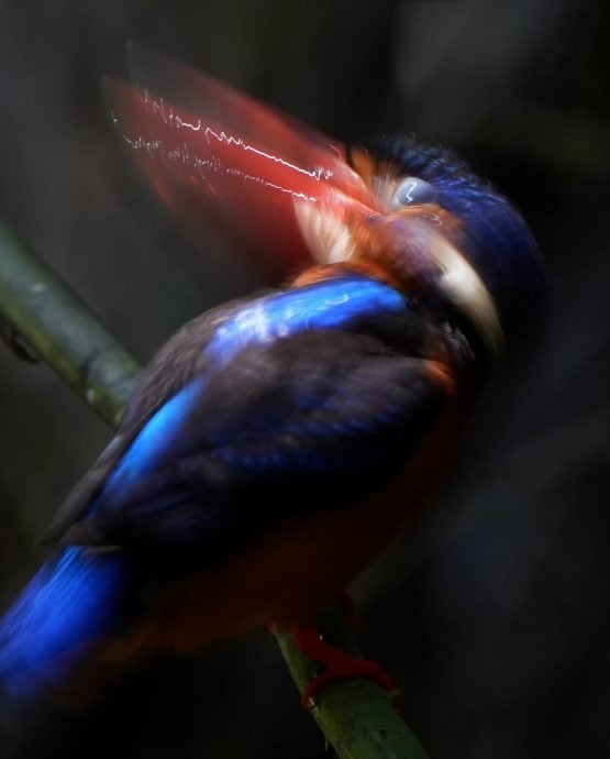 ★30日见报∕乐活频道/82岁的长焦人生 蔡永平拍鸟成日常