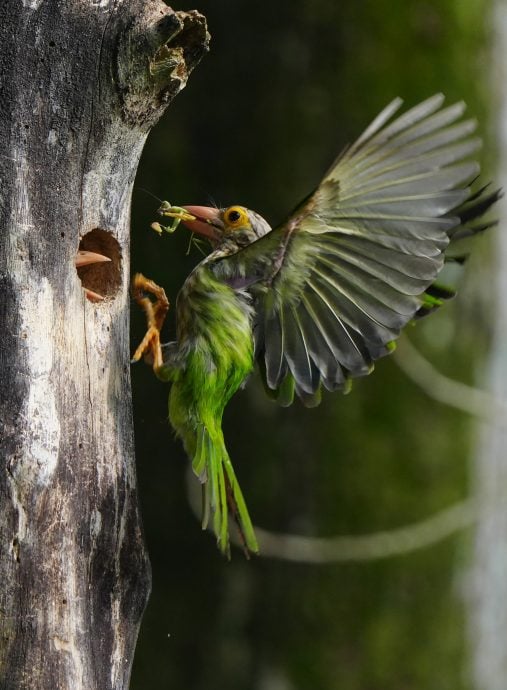 ★30日见报∕乐活频道/82岁的长焦人生 蔡永平拍鸟成日常