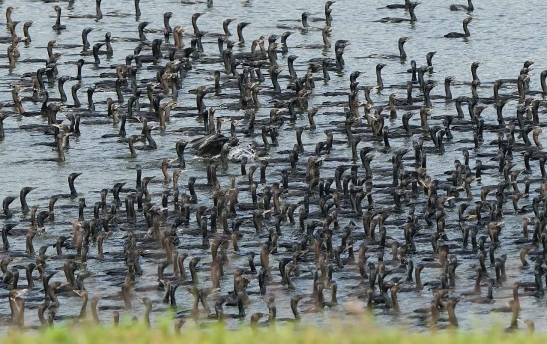 ★30日见报∕乐活频道/82岁的长焦人生 蔡永平拍鸟成日常