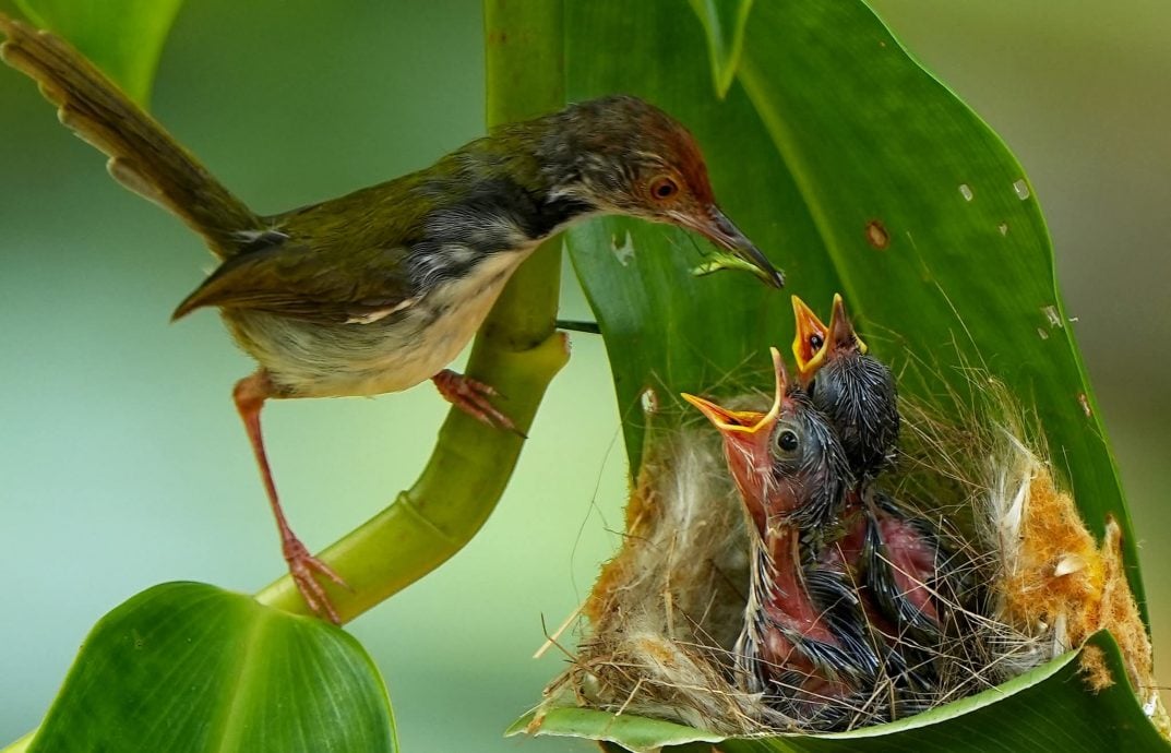 ★30日见报∕乐活频道/82岁的长焦人生 蔡永平拍鸟成日常