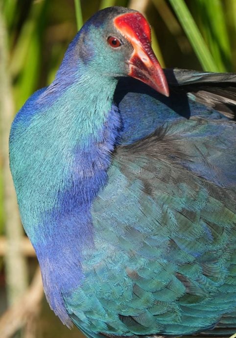 ★30日见报∕乐活频道/82岁的长焦人生 蔡永平拍鸟成日常