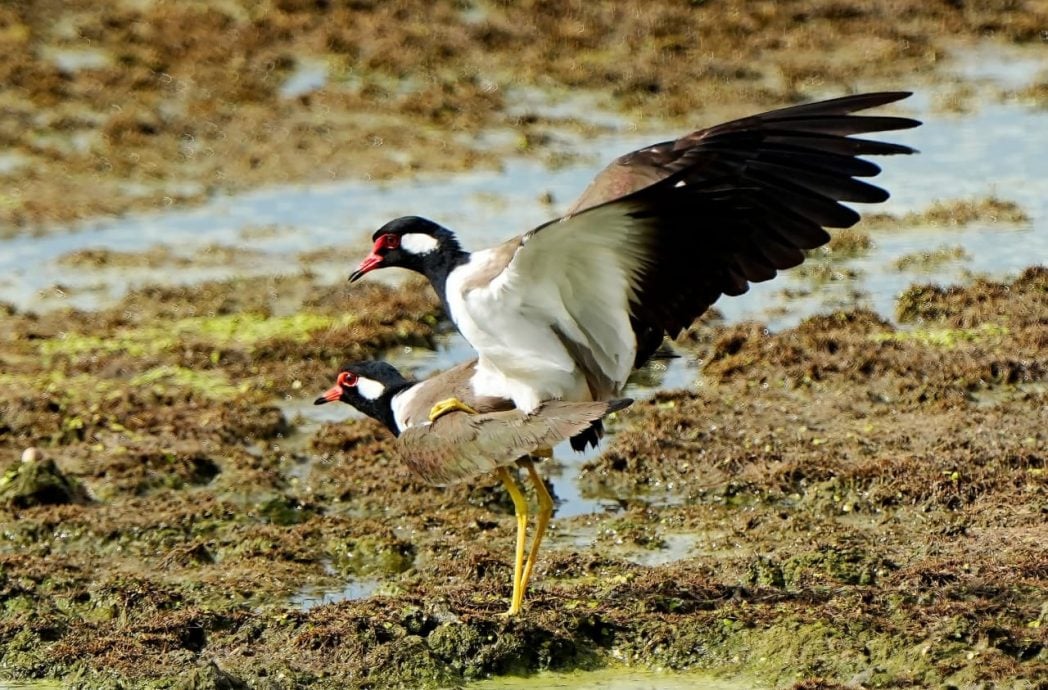 ★30日见报∕乐活频道/82岁的长焦人生 蔡永平拍鸟成日常