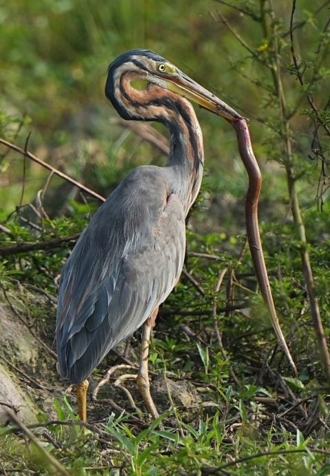 ★30日见报∕乐活频道/82岁的长焦人生 蔡永平拍鸟成日常