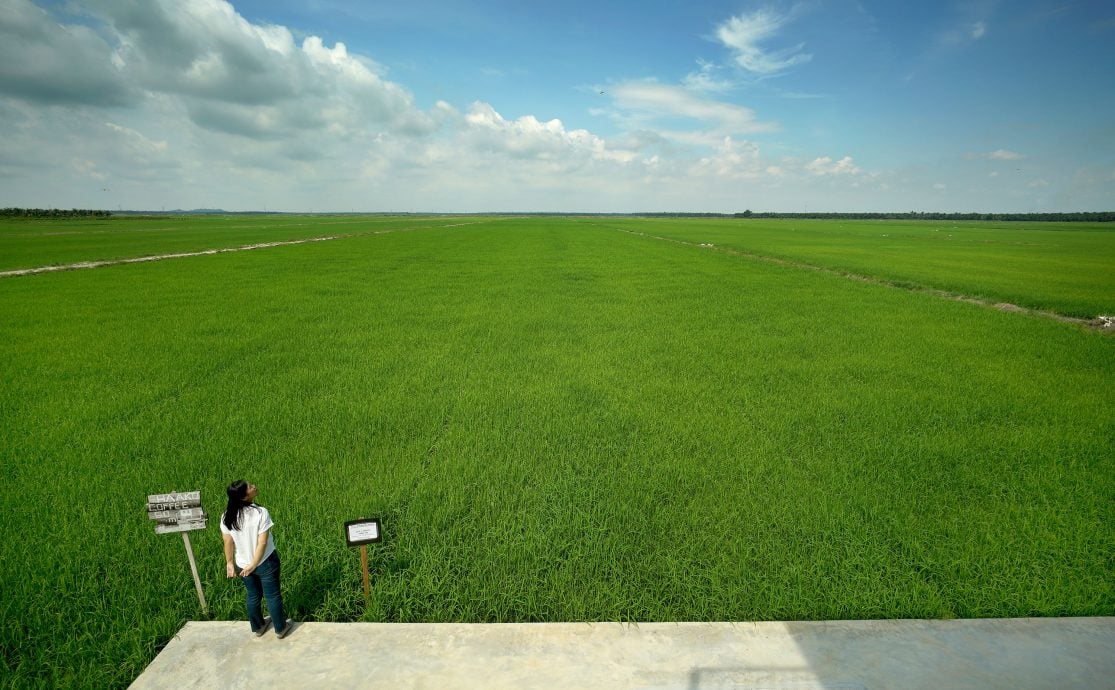 【半岛心旅行】★10月17日刊登／大霹雳封底主文／| 漫游水闸秘境  稻浪 乡情 新村故事