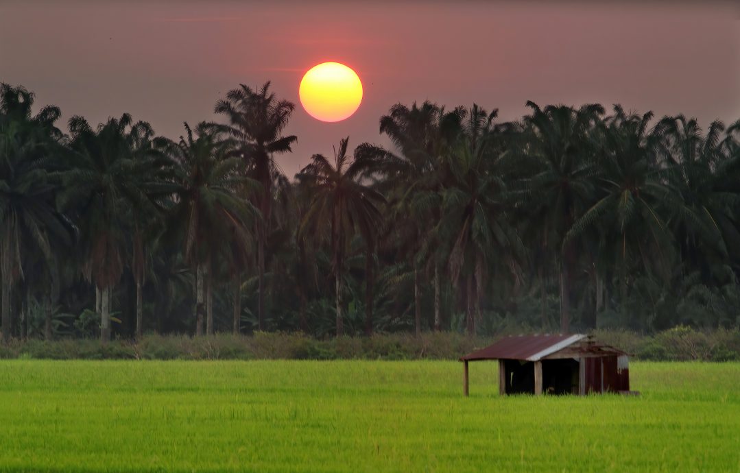 【半岛心旅行】★10月17日刊登／大霹雳封底主文／| 漫游水闸秘境  稻浪 乡情 新村故事