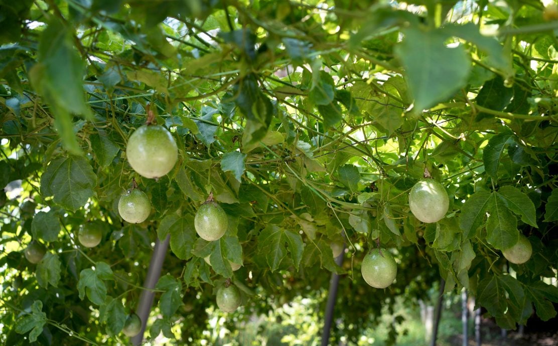 【半岛心旅行】★10月17日刊登／大霹雳封底主文／| 漫游水闸秘境  稻浪 乡情 新村故事