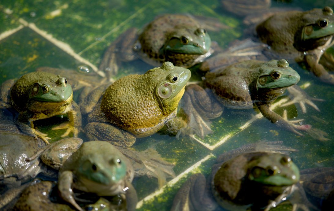 【半岛心旅行】★10月17日刊登／大霹雳封底主文／| 漫游水闸秘境  稻浪 乡情 新村故事