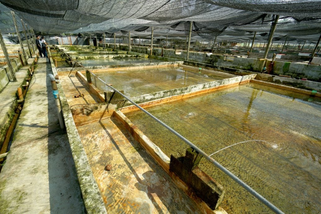 【半岛心旅行】★10月17日刊登／大霹雳封底主文／| 漫游水闸秘境  稻浪 乡情 新村故事