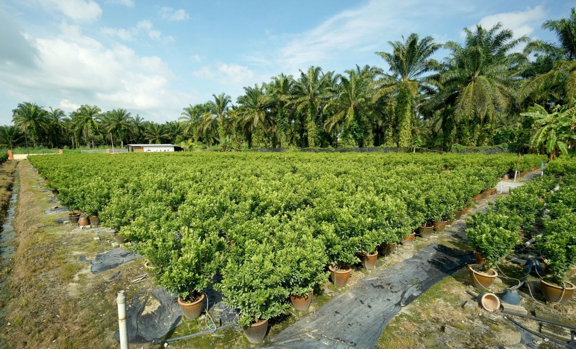 【半岛心旅行】★10月17日刊登／大霹雳封底主文／| 漫游水闸秘境  稻浪 乡情 新村故事