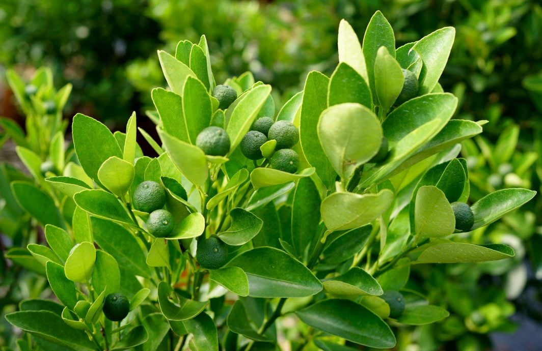 【半岛心旅行】★10月17日刊登／大霹雳封底主文／| 漫游水闸秘境  稻浪 乡情 新村故事