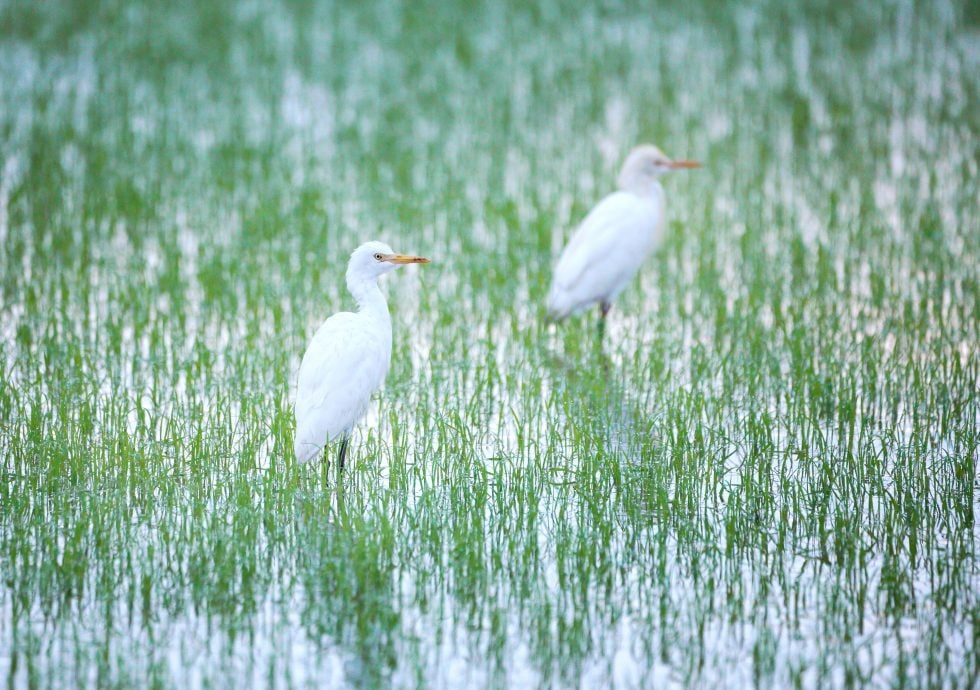 【半岛心旅行】★10月17日刊登／大霹雳封底主文／| 漫游水闸秘境  稻浪 乡情 新村故事