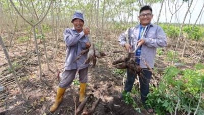 【国产薯片/02】子承父业回归务农,从零开始学习如何种出漂亮的木薯
