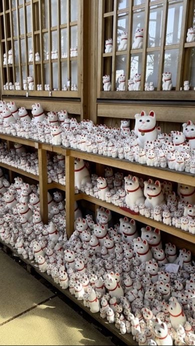 【日本】东京豪德寺/白色招福猫招来好运