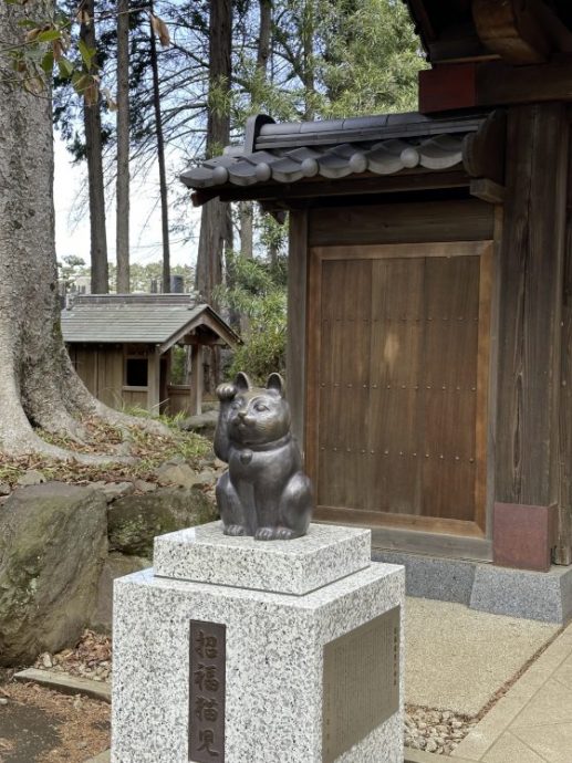 【日本】东京豪德寺/白色招福猫招来好运